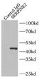 Glia-derived nexin antibody, FNab07751, FineTest, Immunoprecipitation image 
