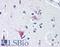 Wnt Family Member 8B antibody, LS-A9613, Lifespan Biosciences, Immunohistochemistry frozen image 