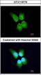 GINS Complex Subunit 4 antibody, GTX119779, GeneTex, Immunocytochemistry image 