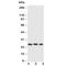 Fas Associated Via Death Domain antibody, R30536, NSJ Bioreagents, Western Blot image 