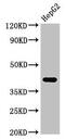FPS antibody, CSB-PA008563LA01HU, Cusabio, Western Blot image 