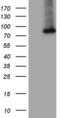 Polypeptide N-Acetylgalactosaminyltransferase 10 antibody, MA5-27144, Invitrogen Antibodies, Western Blot image 