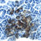 Regenerating islet-derived protein 3-beta antibody, MAB1996, R&D Systems, Western Blot image 