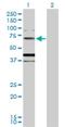 Mucin 20, Cell Surface Associated antibody, H00200958-D01P, Novus Biologicals, Western Blot image 