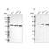 G-Patch Domain And KOW Motifs antibody, NBP1-81800, Novus Biologicals, Western Blot image 