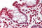 Yippee Like 4 antibody, MBS248314, MyBioSource, Immunohistochemistry frozen image 