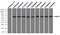 Nuclear Receptor Binding Protein 1 antibody, TA500442, Origene, Immunoprecipitation image 