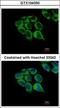 Complement C1r subcomponent antibody, GTX104350, GeneTex, Immunocytochemistry image 
