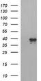 Apolipoprotein A5 antibody, TA507171BM, Origene, Western Blot image 