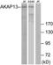 HT31 antibody, TA315159, Origene, Western Blot image 
