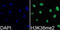 Histone Cluster 3 H3 antibody, GTX54108, GeneTex, Immunofluorescence image 