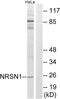 Neurensin 1 antibody, GTX87341, GeneTex, Western Blot image 