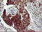 CD44 antibody, LS-C338174, Lifespan Biosciences, Immunohistochemistry frozen image 