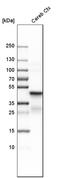 2',3'-Cyclic Nucleotide 3' Phosphodiesterase antibody, HPA023266, Atlas Antibodies, Western Blot image 