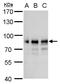 Sp2 Transcription Factor antibody, PA5-35984, Invitrogen Antibodies, Western Blot image 