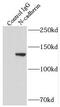Cadherin 2 antibody, FNab05570, FineTest, Immunoprecipitation image 