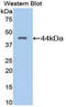 Plasminogen antibody, LS-C292832, Lifespan Biosciences, Western Blot image 