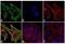 Mouse IgG1 antibody, A10530, Invitrogen Antibodies, Immunofluorescence image 