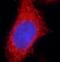Vacuolar Protein Sorting 45 Homolog antibody, FNab09443, FineTest, Immunofluorescence image 