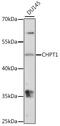 Choline Phosphotransferase 1 antibody, 16-451, ProSci, Western Blot image 