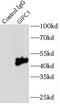 PDZ domain-containing protein GIPC1 antibody, FNab03462, FineTest, Immunoprecipitation image 