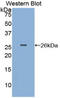 Pepsinogen A antibody, LS-C299034, Lifespan Biosciences, Western Blot image 