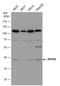Ribonuclease P/MRP Subunit P40 antibody, PA5-35968, Invitrogen Antibodies, Western Blot image 