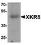 XK Related 8 antibody, A12134, Boster Biological Technology, Western Blot image 