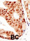 Protein Inhibitor Of Activated STAT 3 antibody, abx026829, Abbexa, Immunohistochemistry paraffin image 