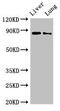 DENN Domain Containing 1C antibody, CSB-PA810272LA01HU, Cusabio, Western Blot image 