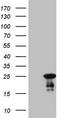 Multidrug resistance-associated protein 5 antibody, CF808329, Origene, Western Blot image 