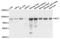 Methylmalonyl-CoA Mutase antibody, A01065-1, Boster Biological Technology, Western Blot image 