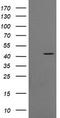 Ciliogenesis Associated TTC17 Interacting Protein antibody, LS-C337906, Lifespan Biosciences, Western Blot image 