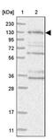 HEAT repeat-containing protein 6 antibody, PA5-56559, Invitrogen Antibodies, Western Blot image 