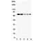 Sodium/glucose cotransporter 1 antibody, R31368, NSJ Bioreagents, Western Blot image 