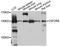 Colony Stimulating Factor 2 Receptor Beta Common Subunit antibody, A10501, ABclonal Technology, Western Blot image 