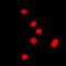 Distal-Less Homeobox 5 antibody, orb213853, Biorbyt, Immunofluorescence image 
