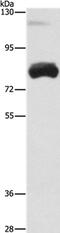 2'-5'-Oligoadenylate Synthetase 2 antibody, PA5-50246, Invitrogen Antibodies, Western Blot image 