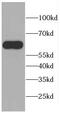 Centrosomal Protein 57 Like 1 antibody, FNab01128, FineTest, Western Blot image 