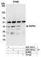 Nucleoporin 35 antibody, A301-781A, Bethyl Labs, Immunoprecipitation image 