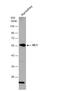 SIL1 Nucleotide Exchange Factor antibody, NBP2-20365, Novus Biologicals, Western Blot image 