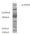 E1A Binding Protein P300 antibody, AP06548PU-N, Origene, Western Blot image 
