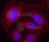 Phospholipase C Gamma 1 antibody, AP0281, ABclonal Technology, Immunofluorescence image 