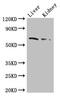 Frizzled-9 antibody, CSB-PA009112LA01HU, Cusabio, Western Blot image 