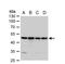 Annexin A7 antibody, NBP1-31442, Novus Biologicals, Western Blot image 