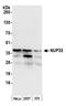 Nucleoporin 35 antibody, A301-781A, Bethyl Labs, Western Blot image 