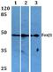 Forkhead Box J1 antibody, PA5-36210, Invitrogen Antibodies, Western Blot image 