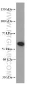 TNF Receptor Associated Factor 3 antibody, 66310-1-Ig, Proteintech Group, Western Blot image 