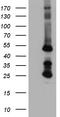 Starch-binding domain-containing protein 1 antibody, LS-C799168, Lifespan Biosciences, Western Blot image 