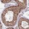 Protein Phosphatase 5 Catalytic Subunit antibody, HPA056933, Atlas Antibodies, Immunohistochemistry frozen image 